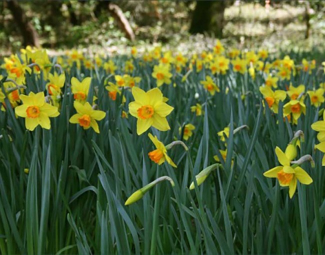 Daffodil1---Copy