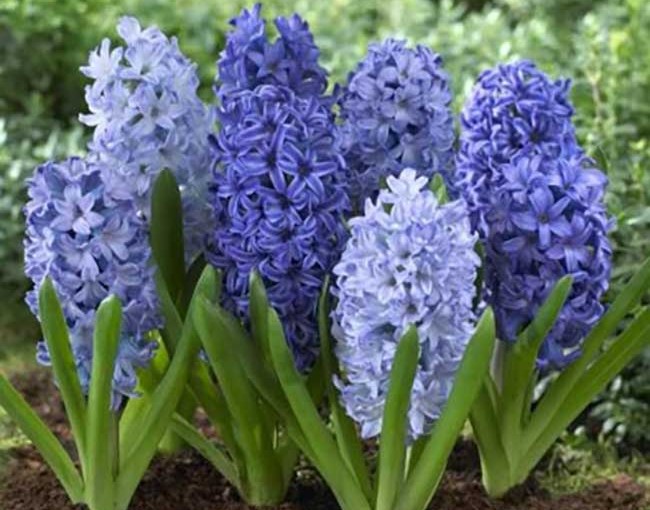 Hyacinth1