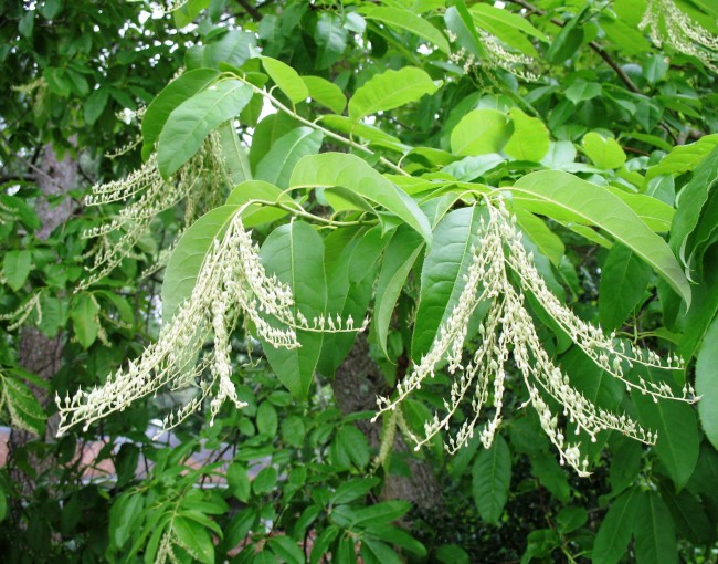 Oxydendron