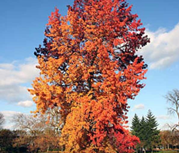 Liquadambar-styraciflua-tree