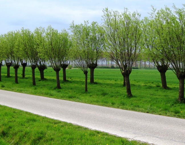 Pollarded_trees_near_Sluis
