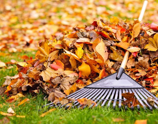 Pile of fall leaves with fan rake on lawn