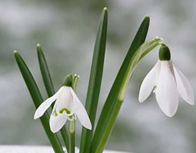 Snow-Drop2