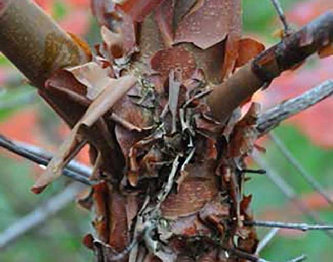 Acer-griseum