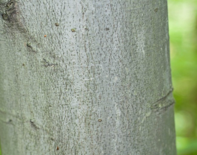 American Beech (Fagus grandifolia)