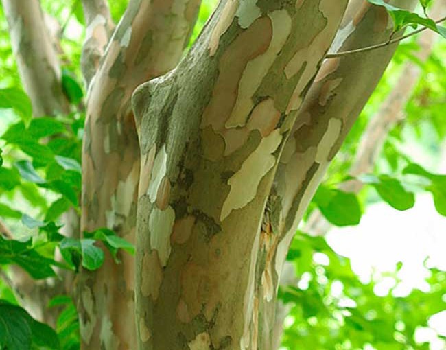 Stewartia-pseudocamella