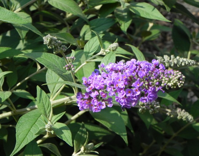 Butterfly-Bush