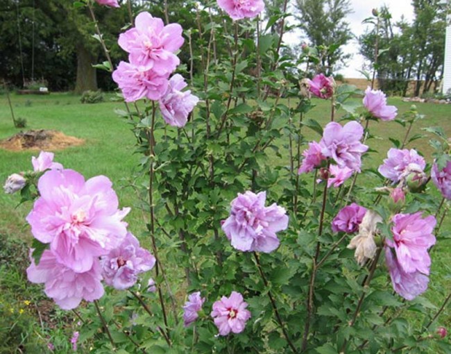 RoseOfSharon