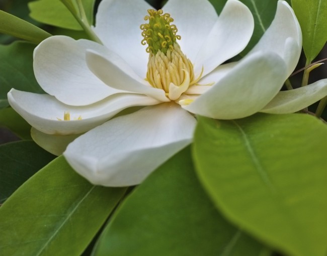 Sweet-Bay-Magnolia-2