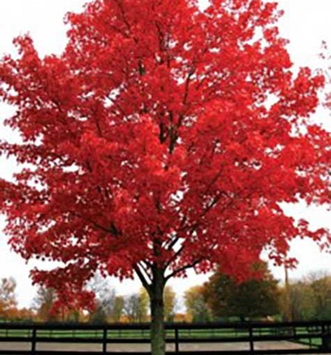 Acer-rubrum-October-Glory1-219x300