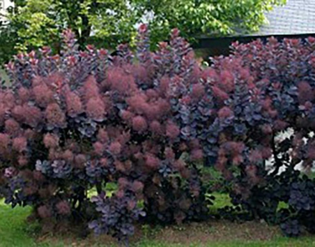 Cotinus-coggygria-‘Royal-Purple’-300x200