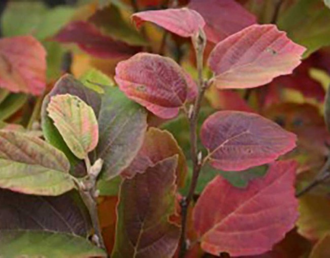 Fothergilla-gardenii-‘Red-Licorice’-300x199