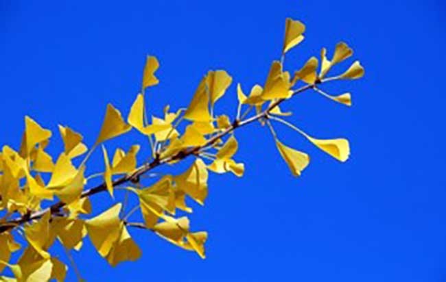 Ginkgo-biloba-leaf-300x190