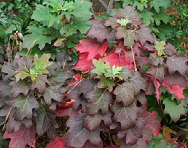 Hydrangea-quercifolia-300x200