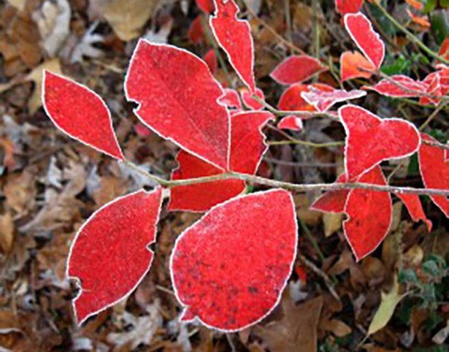 Vaccinium-corymbosum-300x239