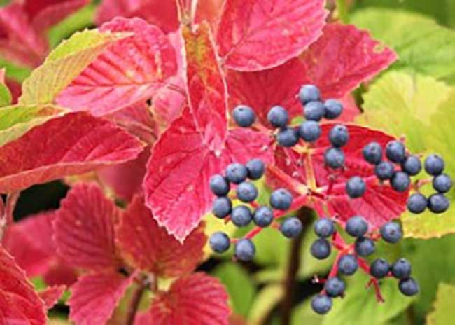 Viburnum-dentatum-300x214