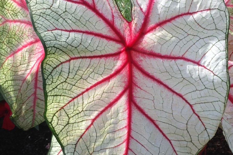 Caladium-1