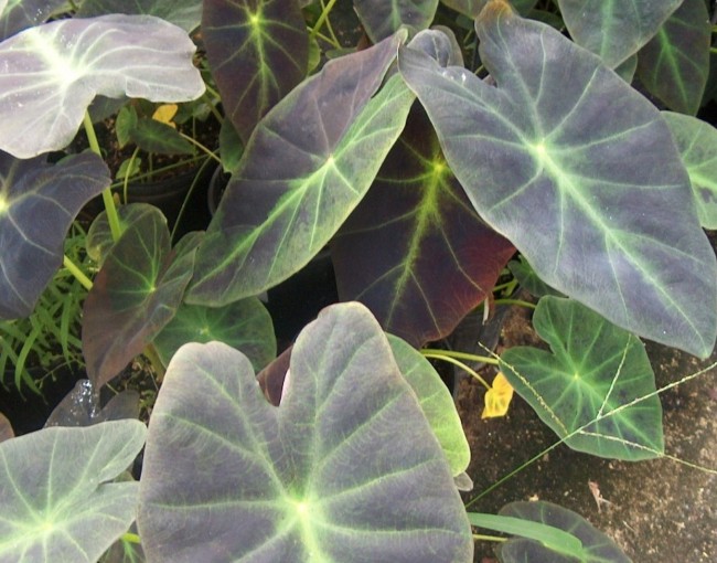 Colocasia