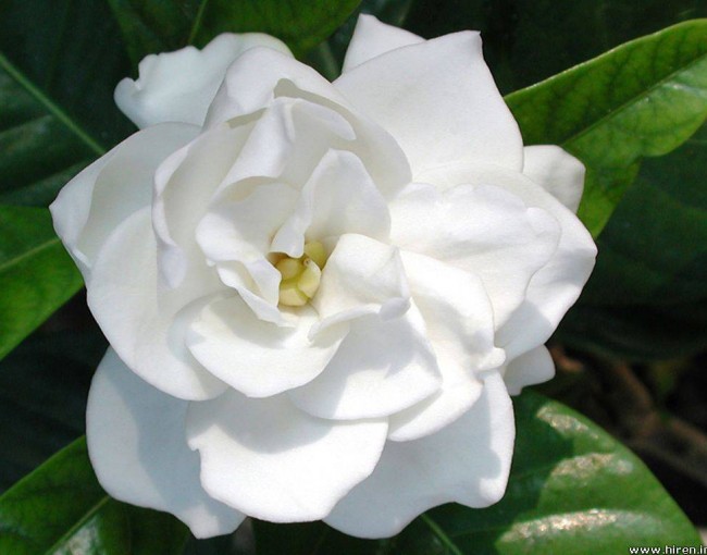 Gardenia