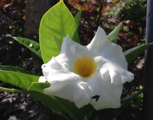 Mandevilla-Close-Up