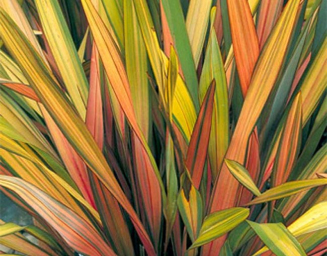 Phormium-Rainbow-Queen