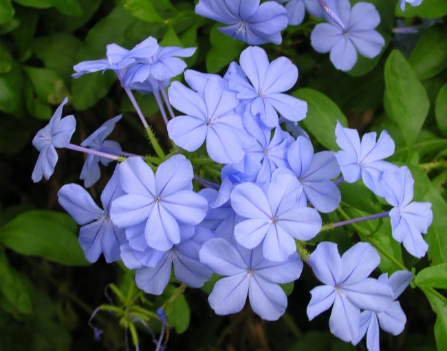 Plumbago-auriculata