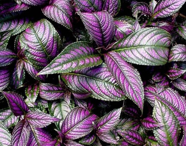 Strobilanthes-dyerianus1