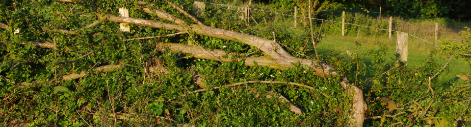 Pleached-Farm-Hedge