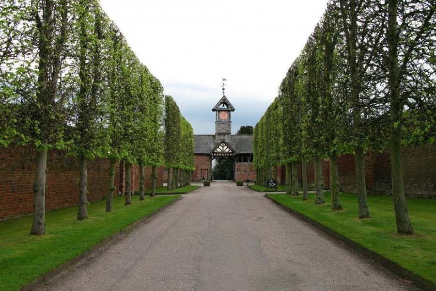 Pleached-Lime