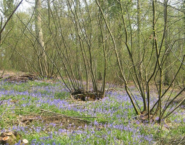 coppice pruning