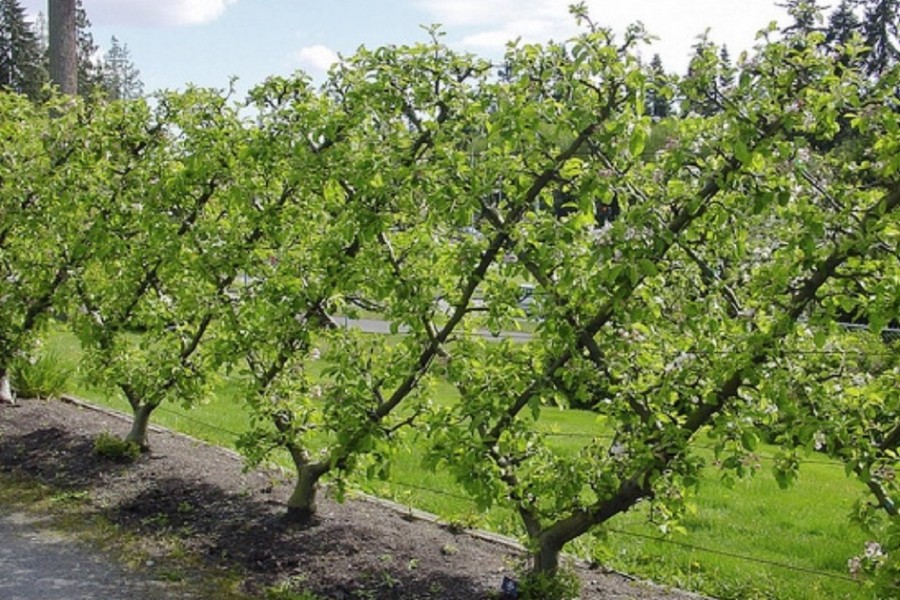 lattice-espalier